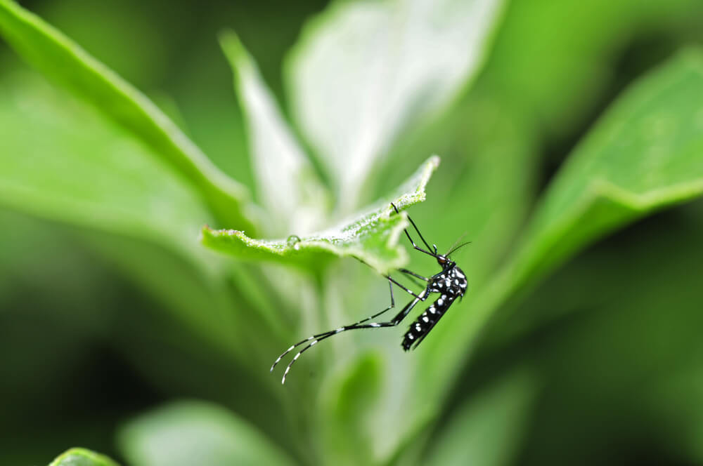 nyamuk aedes aegypti penyebab dbd